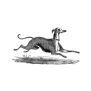 Sticker - Die Cut - Italian Greyhound