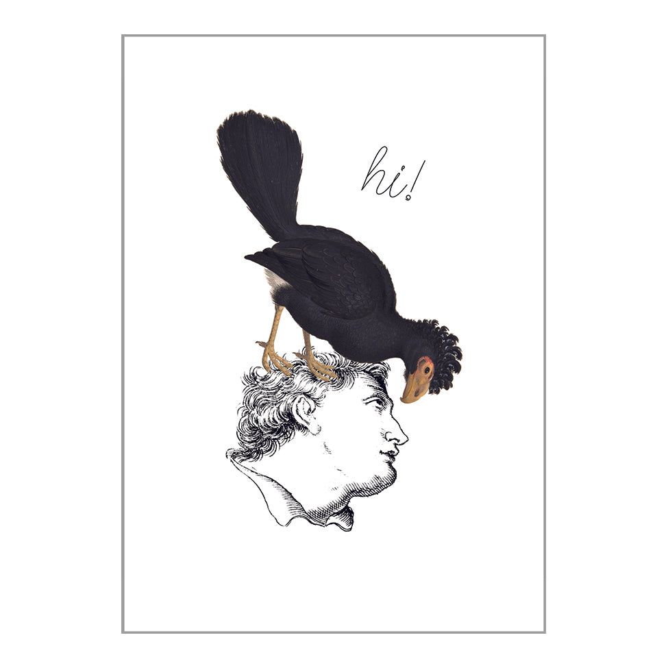 Occasion Cards - Greetings - Hi Bird