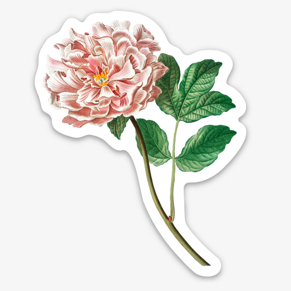 Sticker - Die Cut - Peony Flower