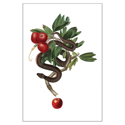 Postcards - Small - Apple Snake