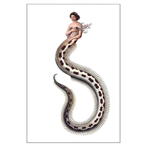Postcards - Small - Eel Maid
