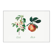 Postcards - Small - Family Tree