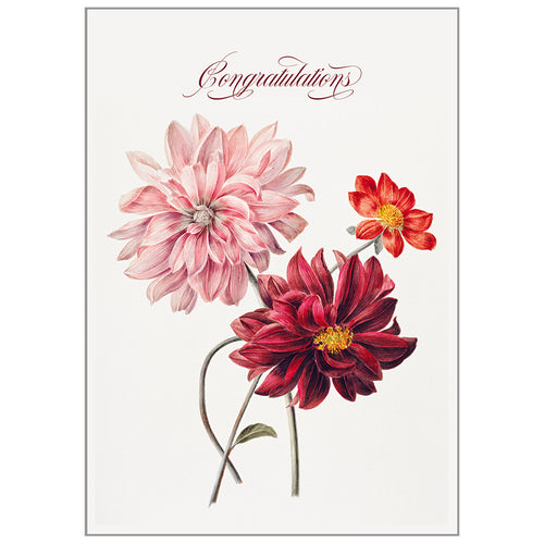 Occasion Cards - Congratulations - Dahlias