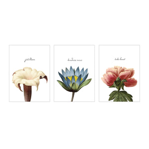 Botanical Postcards - The Set of 3