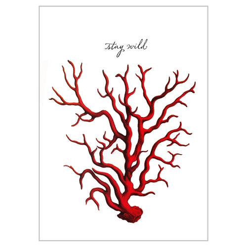 Postcards - Large - Sea Life - Stay Wild