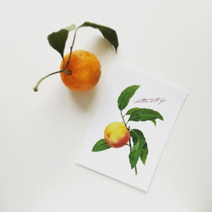 Postcards - Large - Peach