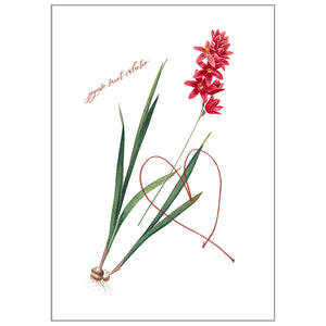 Occasion Cards - Valentine’s Day French - Ixia Patens Card