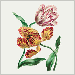 Gift Enclosure Card - Flowers - Tulips