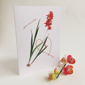 Occasion Cards - Valentine’s Day French - Ixia Patens Card