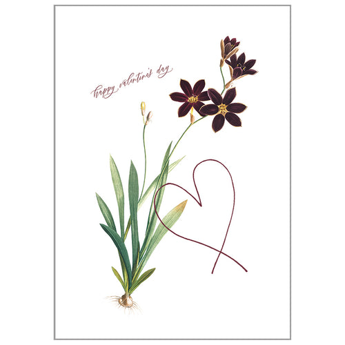 Occasion Cards - Valentine’s Day - Ixia Grandiflora Card