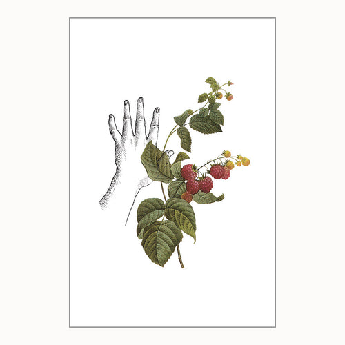 Mini Prints - Fruit Collage - Raspberries