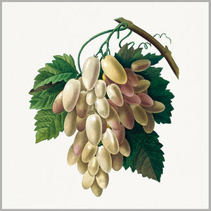 Gift Enclosure Card - Fruit - Grapes White