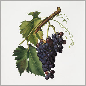 Gift Enclosure Card - Fruit - Grapes Black