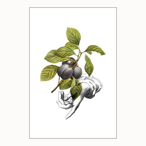 Mini Prints - Fruit Collage - Plums