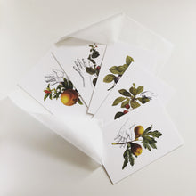 Mini Prints - Fruit Collage - Pomegranate