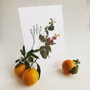 Mini Prints - Fruit Collage - Raspberries