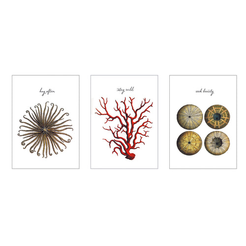 Sea Life Postcards - The Set of 3