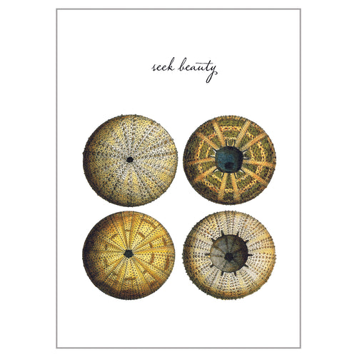 Sea Life Postcards - Seek Beauty